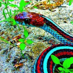 Meet your Posher, Wesley